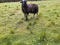 Ovce, Romanov sheep — foto 6