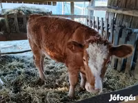 Cow, Simmental cattle — photo 4