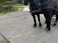 公马, Friesian — 照片 4