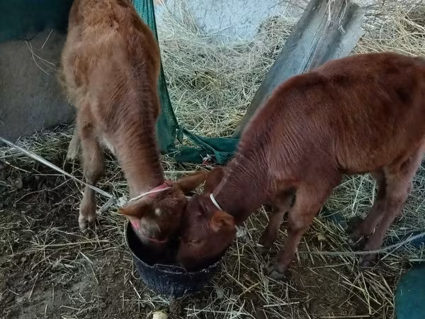 Skot (série, pohlaví neuvedeno), Skot
