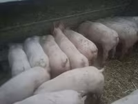 Eber, Schweine — Foto 3