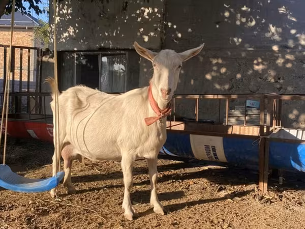 Goat, Saanen goat