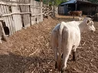 Cow, Charolais cattle — photo 2