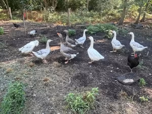 Geese — هنغاريا