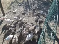 Turkeys — 4-сурет