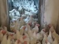Chickens — zdjęcie 2
