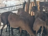母羊, Cameroon sheep — 照片 3