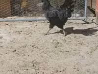Ayam Cemani — Foto 6