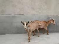 عنزة, Alpine goat — الصورة 6