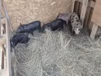 Pigs (batch, sex not specified), Дюрок — photo 1