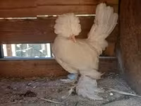 Chickens — फ़ोटो 6