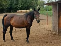 Yegua, Nonius horse — foto 1
