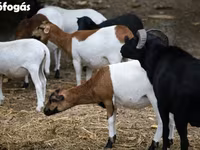 भेड़, Cameroon sheep — फ़ोटो 3