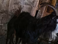 عنزة, Kamori goats — الصورة 3