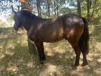 Hengst, Indian half-bred — Foto 1