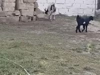 Cabra, Cabras — foto 2