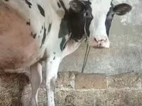 Cattle (batch, sex not specified), Russian Black pied cattle — photo 2
