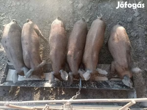 Pigs (batch, sex not specified),  — Hungary