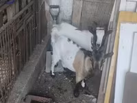 Billy Goat, Dutch Landrace goats — photo 1