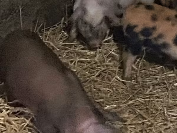 Boar, Pigs