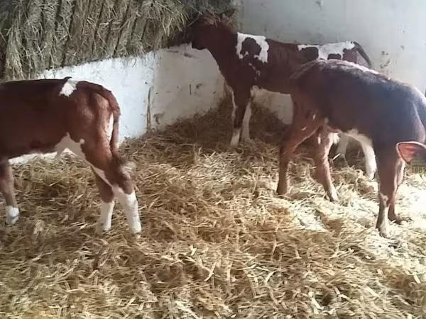 Taureau, Simmental cattle