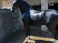 حصان, Dutch warmblood horse — الصورة 1