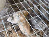 Quails — foto 3