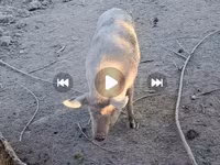 Sow, Pigs — photo 3