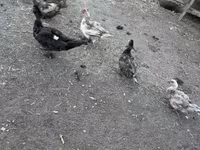 Ducks — photo 5