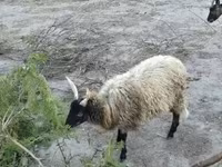 Kos, Racka sheep — 4. fotó