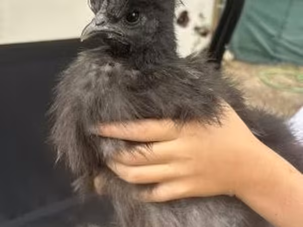 Poule soie — Hongrie