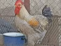Chickens — 1-сурет