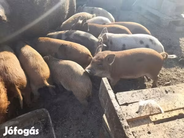 Boar, Pigs — Hungary