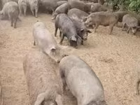 Schweine (Partie, Geschlecht nicht angegeben), Schweine — Foto 1
