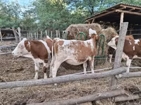 Krowa, Simmental cattle — zdjęcie 2