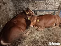 Bull, Simmental cattle — photo 6