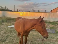Hing, Arabian horse — 2. fotó