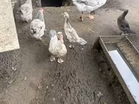 Geese — फ़ोटो 6