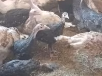Turkeys — Foto 2