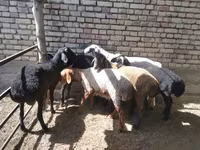 Carnero, Ovejas — foto 5