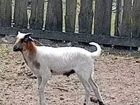 公山羊, Goats — 照片 2