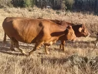 Vaca, Simmental cattle — foto 2