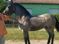 Caballo, Caballos — foto 3