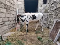 Krava, Russian Black pied cattle — foto 7