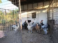 Brahma — foto 1