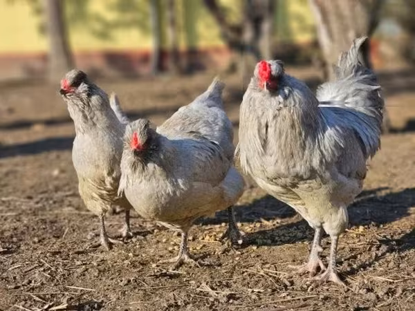 Araucana