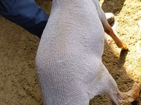 Carnero, Kyrgyz Mountain merino sheep — foto 4
