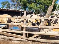 Toro, Russian Black pied cattle — foto 2