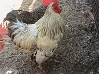 Chickens — Foto 6