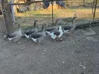 Guinea fowl — 4. fotó